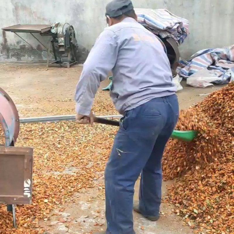 【现货供应】栀子片，药厂供应，大量现货保证质量全国可发