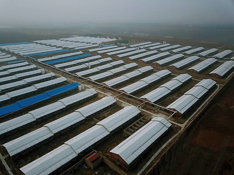 三元仔猪品种齐全，严格防疫，基地直供一手货全国送货到家