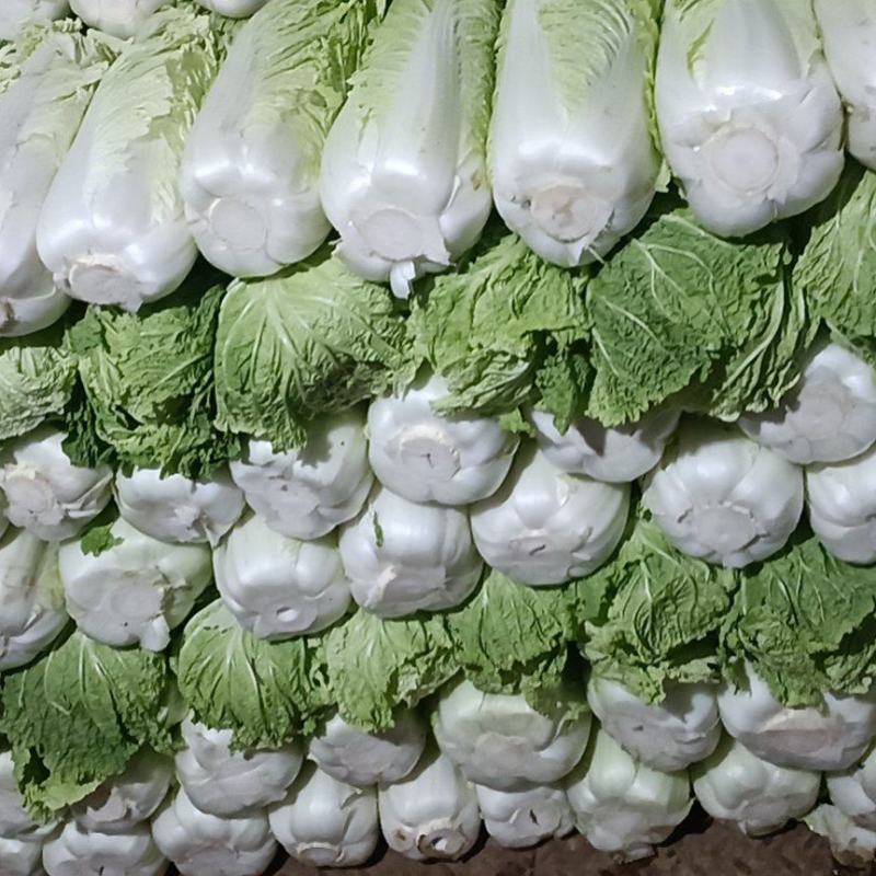 【有好货】冬储大北京三号大量上市，质量好，供应期长