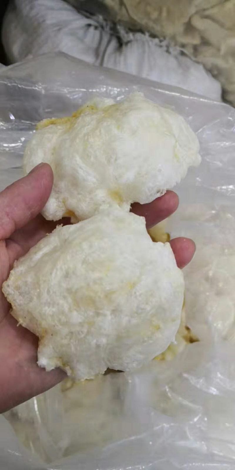 批发【30～40头左右鱼胶】筒胶泡发率高百姓吃得起的鱼胶