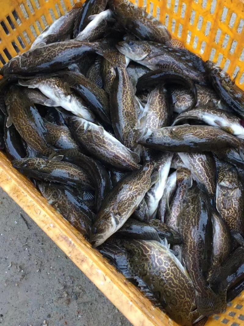斑鳜，老虎桂，圆桶鳜，鳜鱼