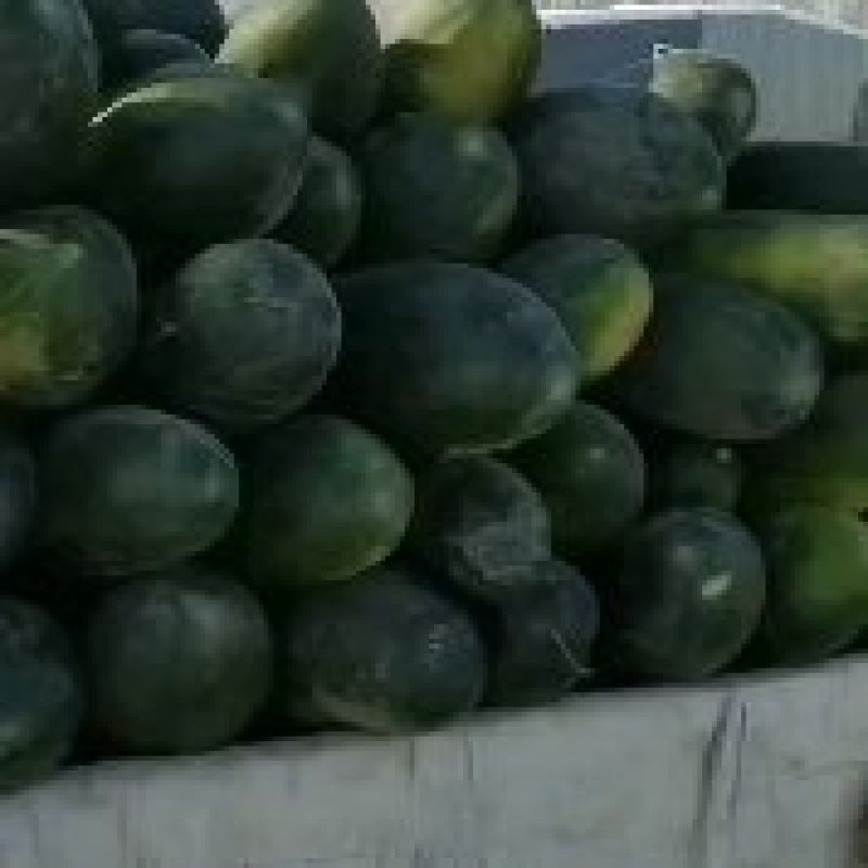 精品地冬瓜黑将军大量出售，一手货源，价格美丽