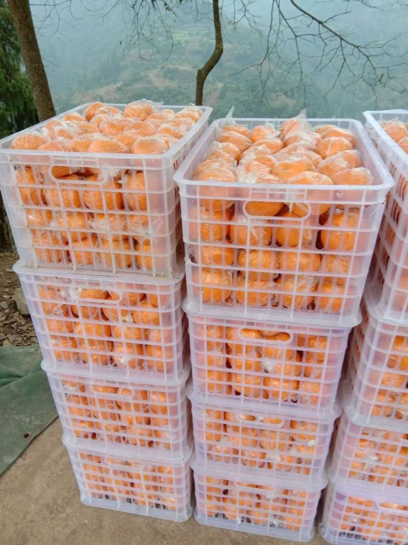 湖南碰柑大量上市拥有百万亩碰柑！纽荷尔脐橙苗