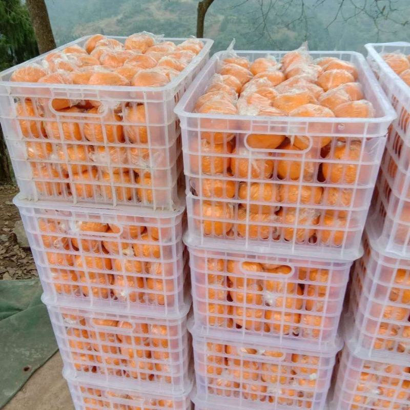 湖南碰柑大量上市拥有百万亩碰柑！纽荷尔脐橙苗
