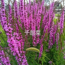 千屈菜，耐寒宿根花卉，露地，湿地都可以栽植，苗圃货源充足