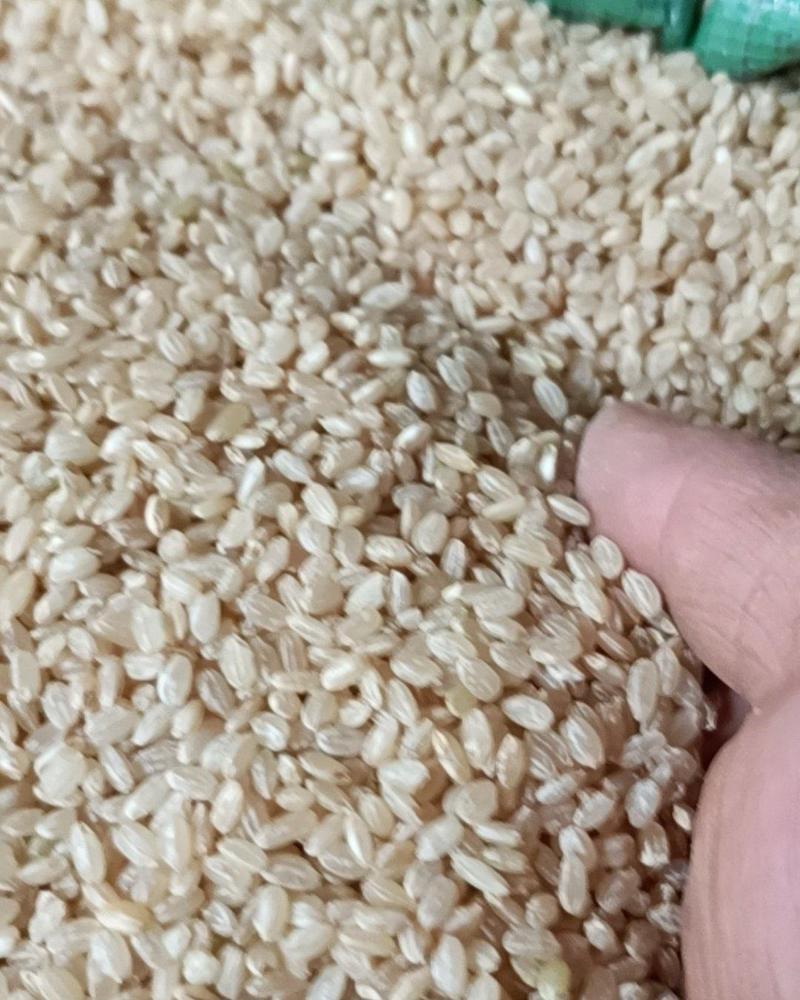 今年东北新糙米货源新鲜