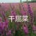 千屈菜，耐寒宿根花卉，露地，湿地都可以栽植，苗圃货源充足