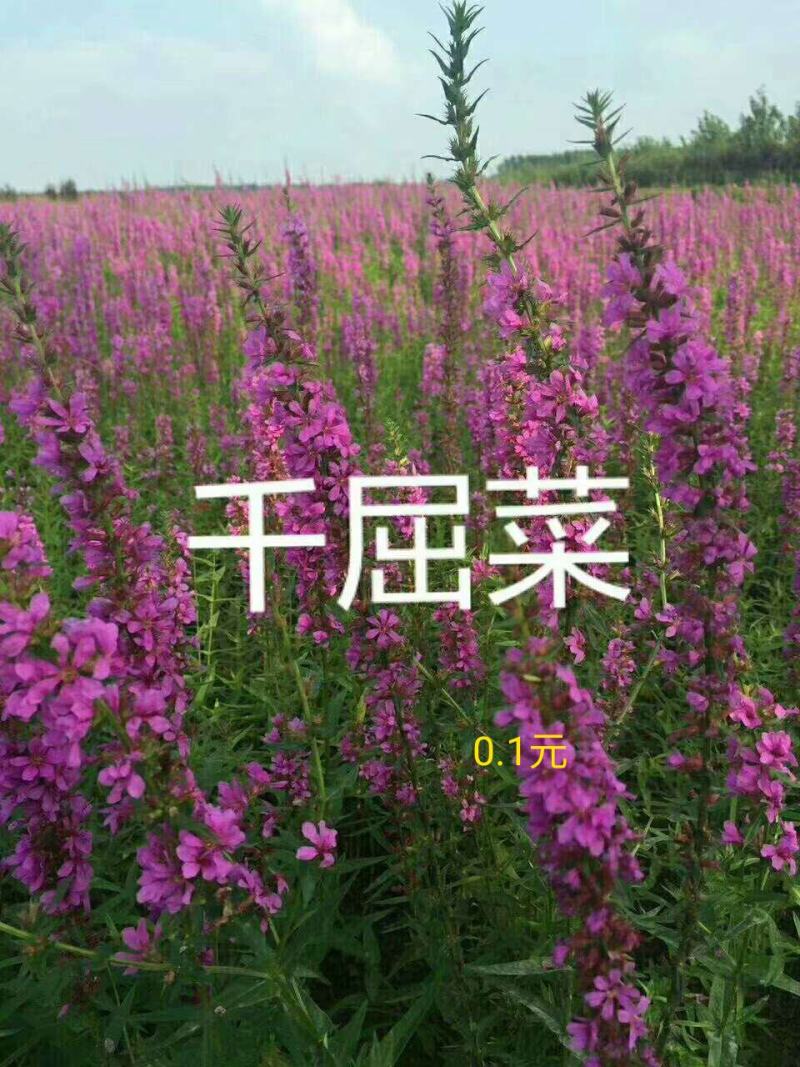 千屈菜，耐寒宿根花卉，露地，湿地都可以栽植，苗圃货源充足