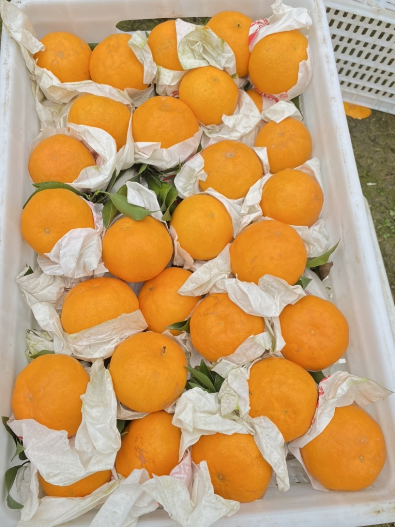 精品四川春见耙耙安精品小果65-80大量有货味道纯甜