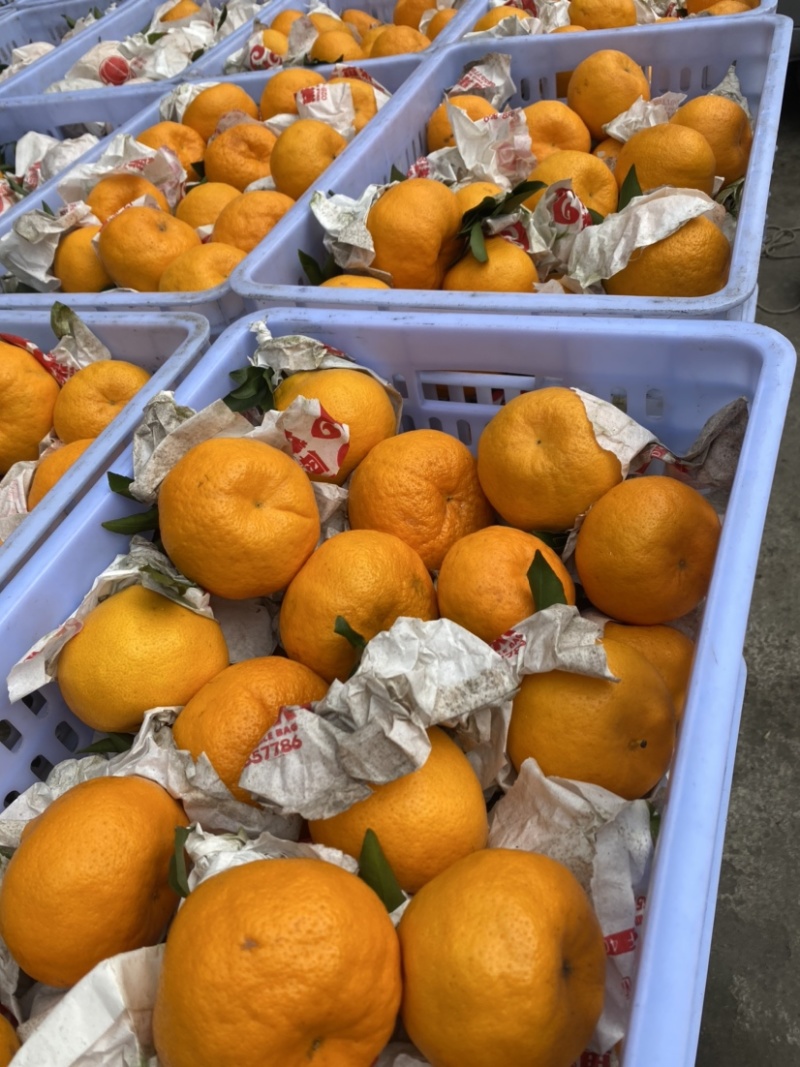 精品四川春见耙耙安精品小果65-80大量有货味道纯甜