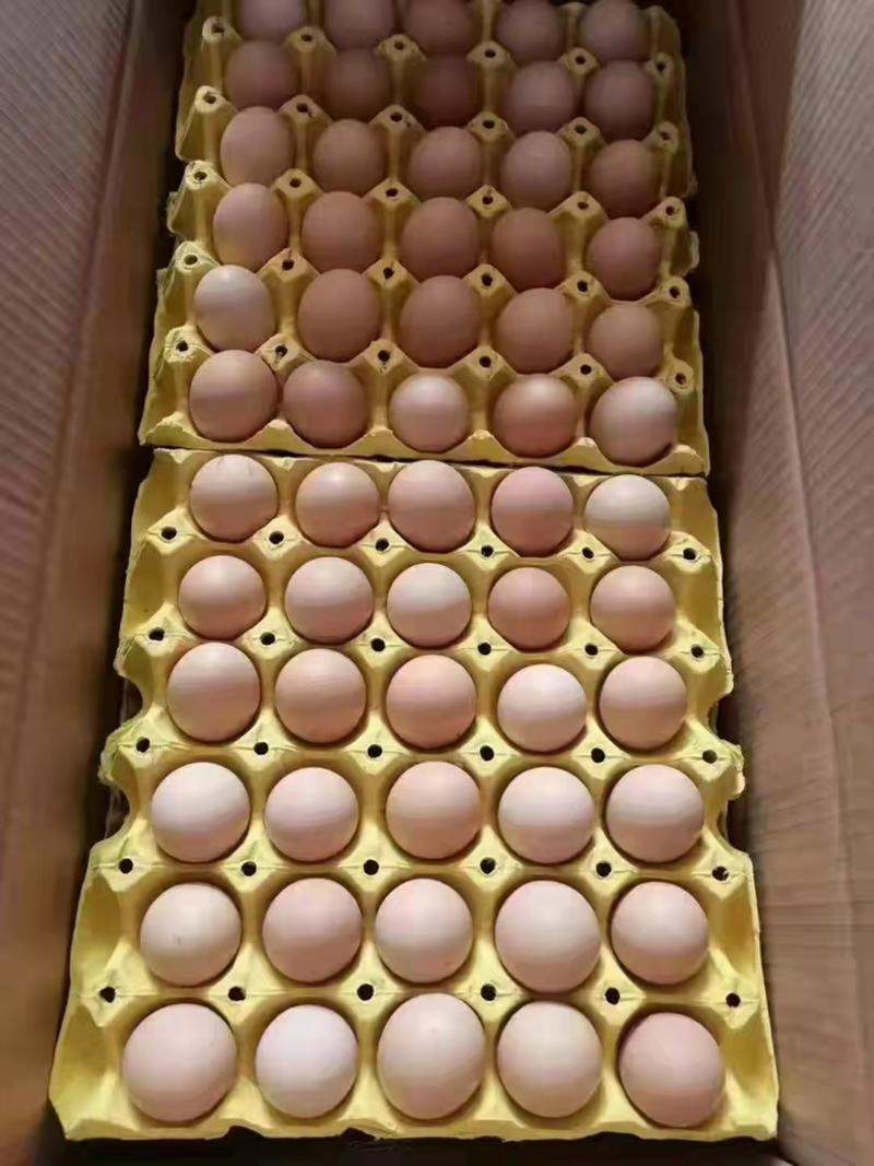 初生蛋精品双色25-29斤白风，黑风，粉八开产蛋基地