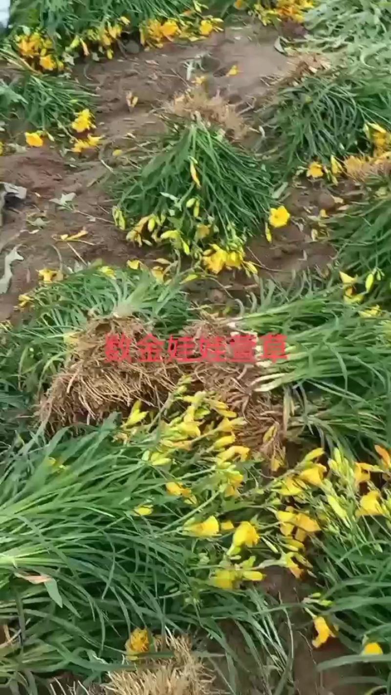 金娃娃萱草，多年生宿根花卉，苗圃海量直销，保证数量和质