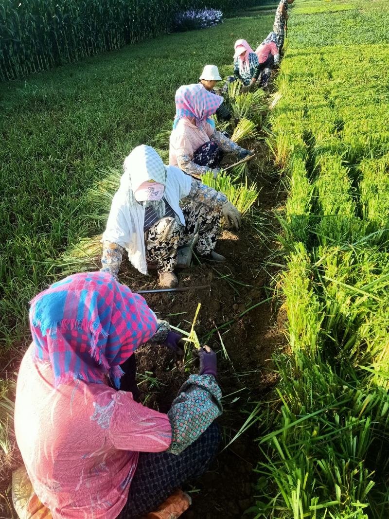 金娃娃萱草，多年生宿根花卉，苗圃海量直销，保证数量和质