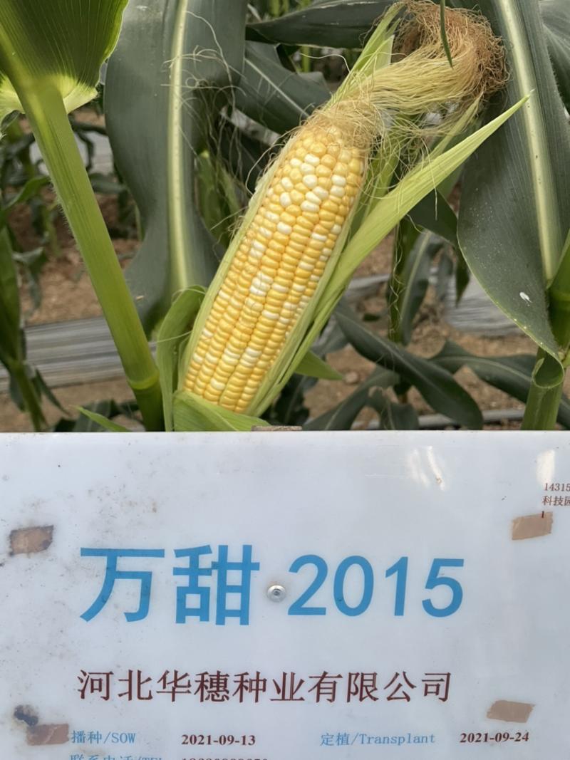 万甜2015水果玉米种子、国审、籽粒黄白相间、宜鲜食、