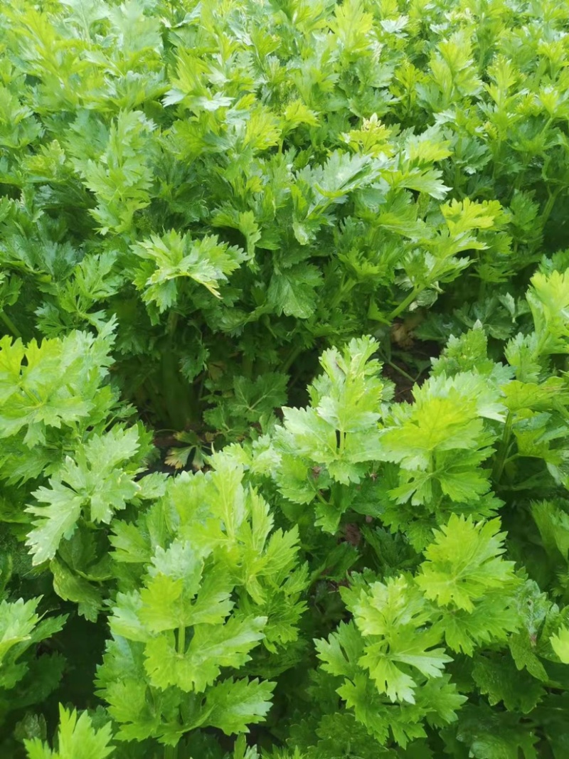 精品大棚芹菜，法国皇后芹菜，高品质芹菜，品质保证