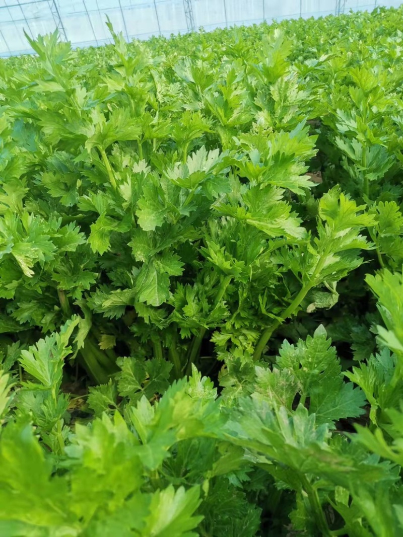 精品大棚芹菜，法国皇后芹菜，高品质芹菜，品质保证