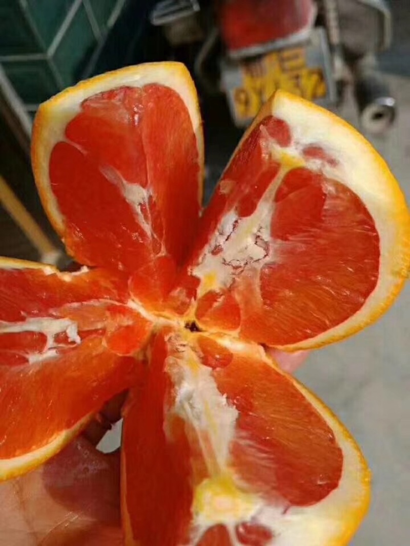 血橙，果园子看货采摘！保质保量！