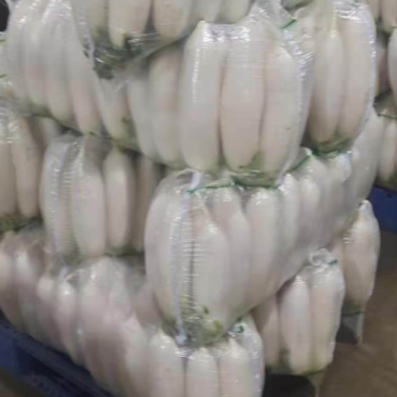 湖北白萝卜大量供应，物美价廉，可以发货，诚信经营质量保证