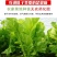 梅菜干广东菜干2021年新晒干货农家无污染煲汤梅菜扣肉菜