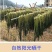 梅菜干广东菜干2021年新晒干货农家无污染煲汤梅菜扣肉菜