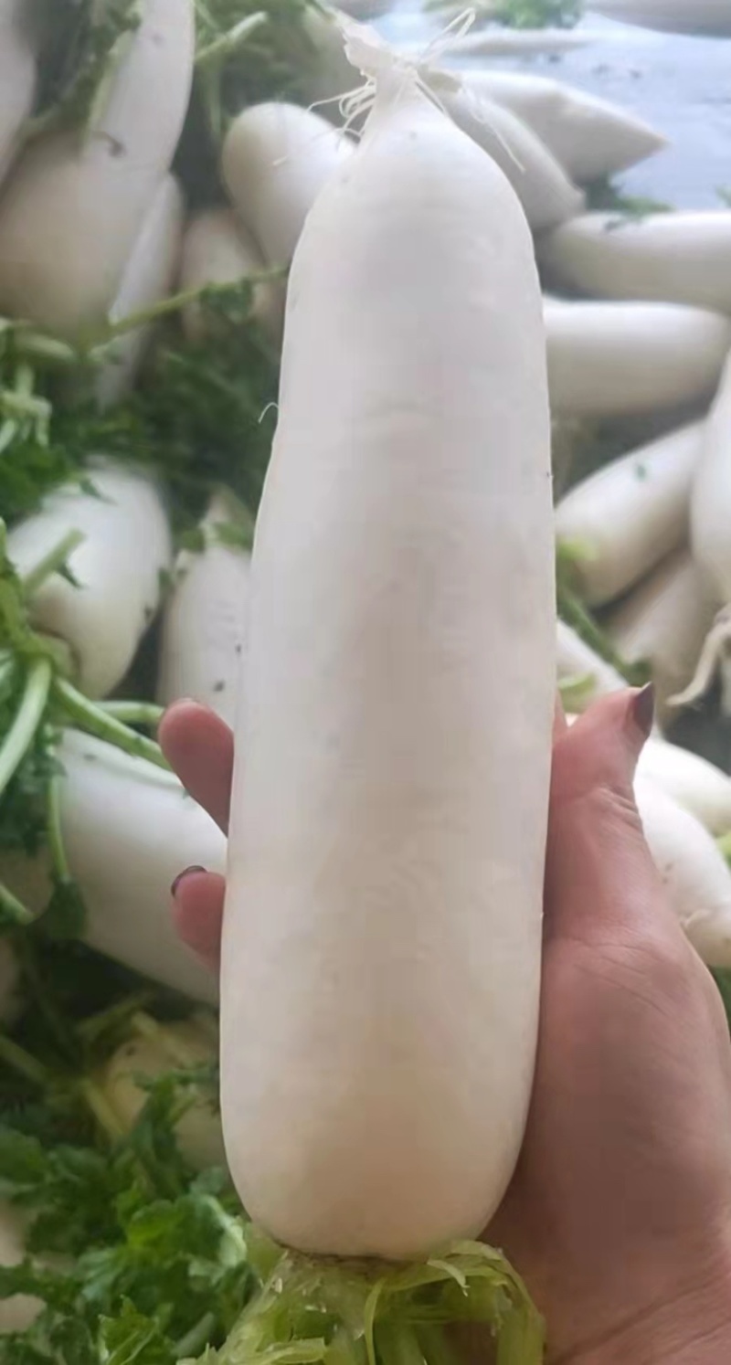 湖北白萝卜大量供应，物美价廉，可以发货，诚信经营质量保证