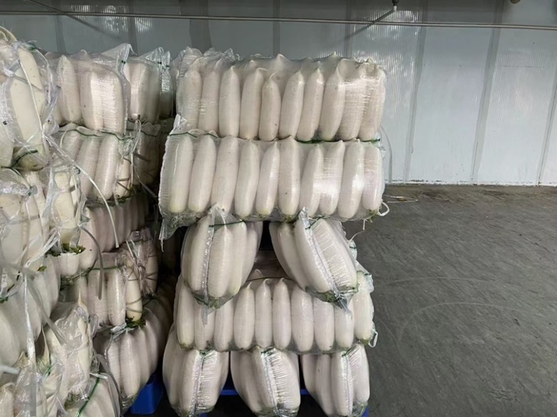 湖北白萝卜大量供应，物美价廉，可以发货，诚信经营质量保证