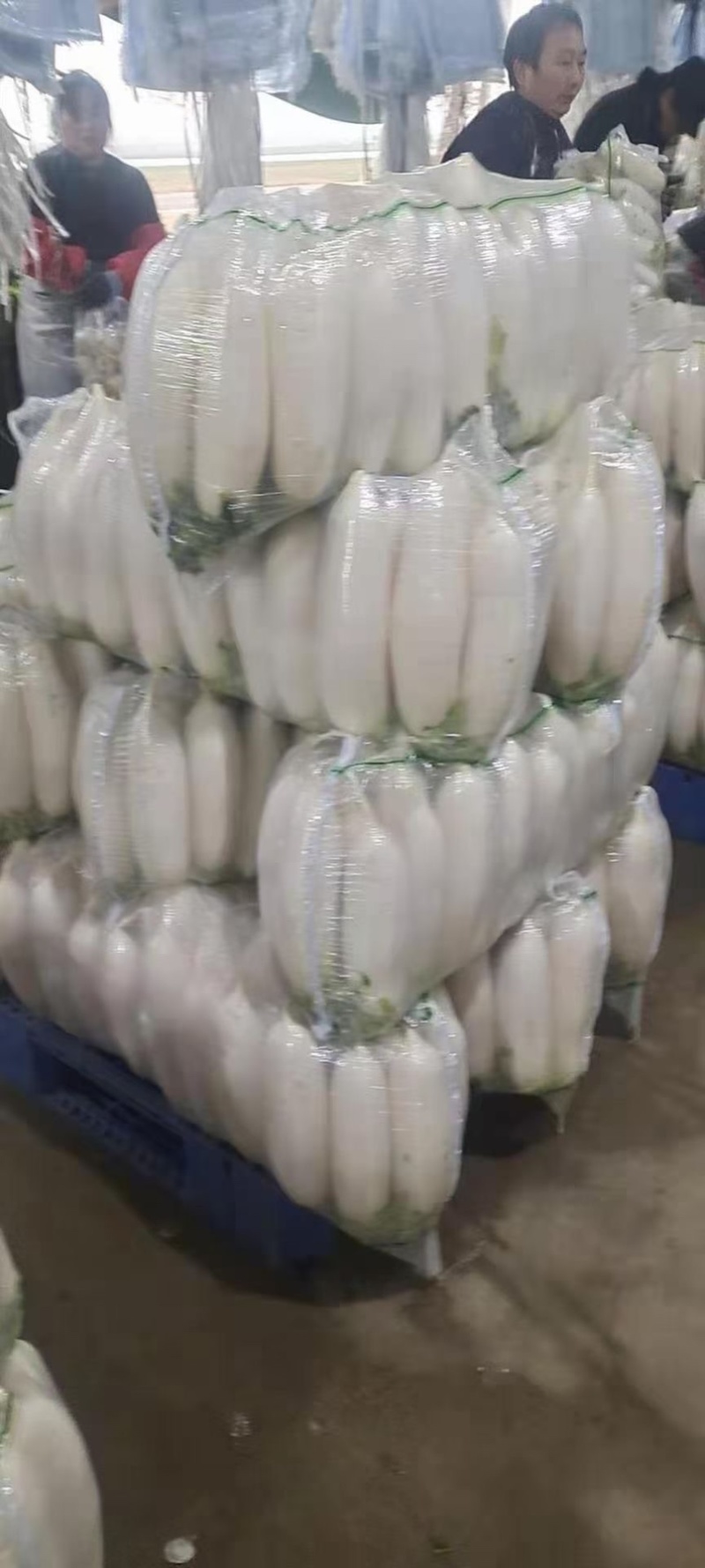 湖北白萝卜大量供应，物美价廉，可以发货，诚信经营质量保证