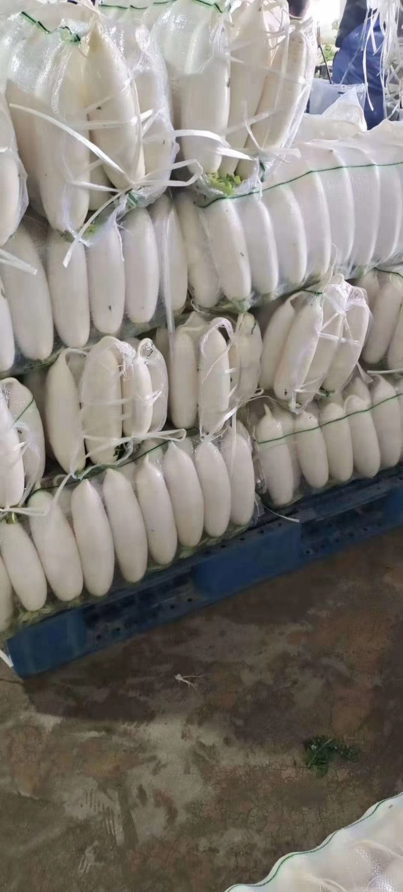湖北白萝卜大量供应，物美价廉，可以发货，诚信经营质量保证