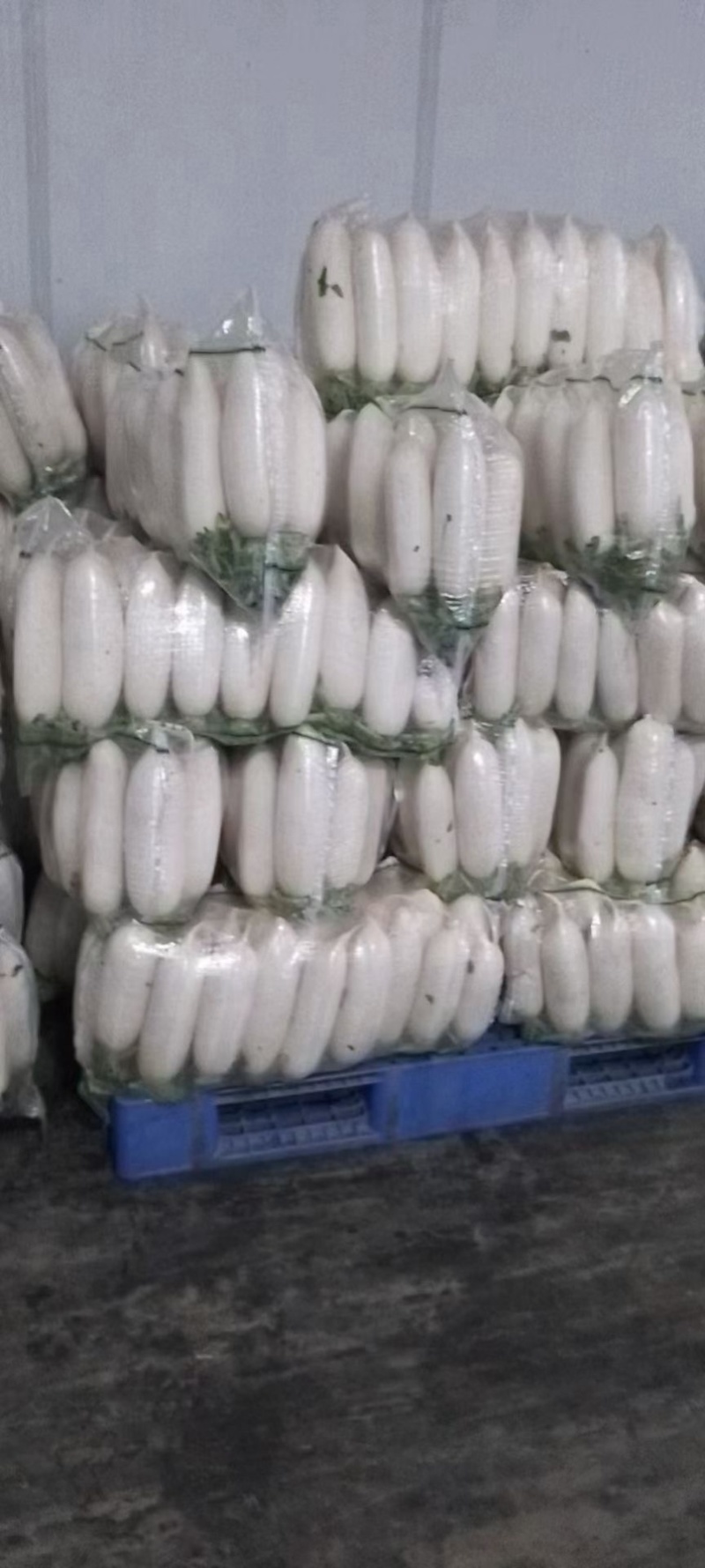 湖北白萝卜大量供应，物美价廉，可以发货，诚信经营质量保证