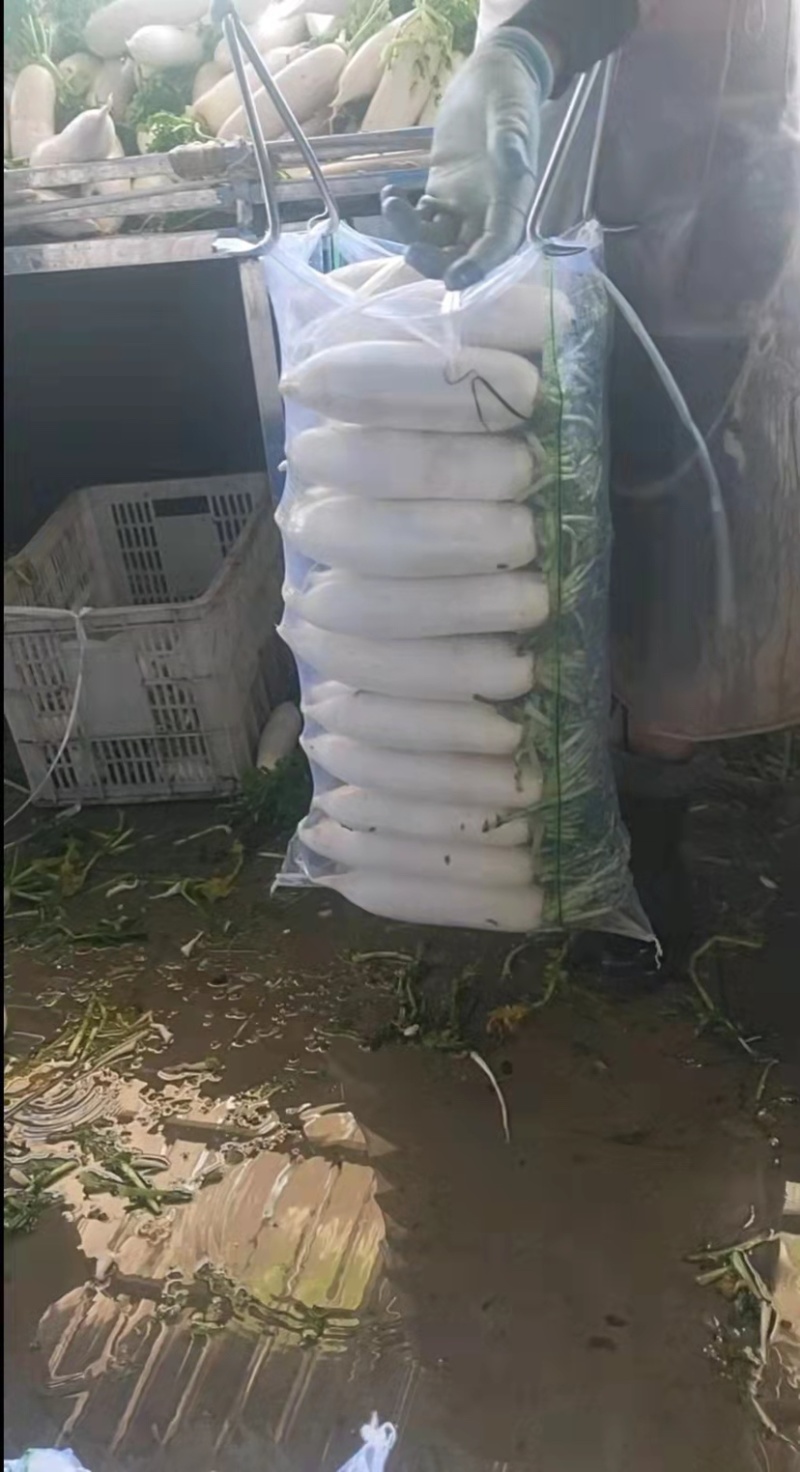 湖北白萝卜大量供应，物美价廉，可以发货，诚信经营质量保证