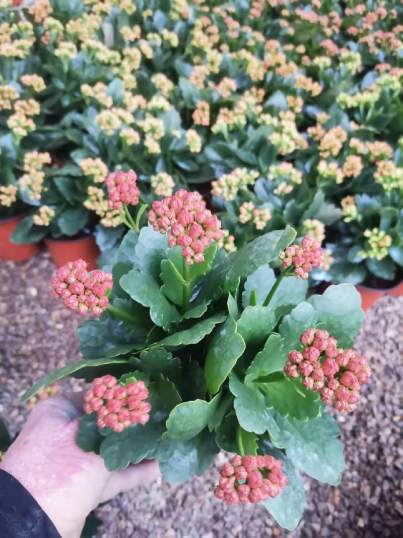 山东青州，长寿花，基地直发，大量有货，欢迎咨询选购
