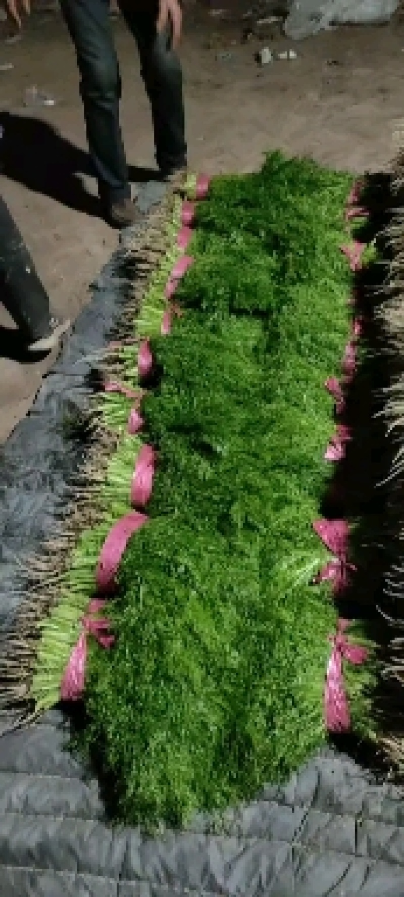 【精品】茴香河北茴香产地直发一手货源价低欢迎咨询