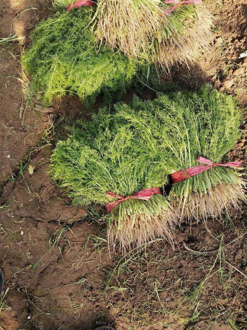 【精品】茴香河北茴香产地直发一手货源价低欢迎咨询