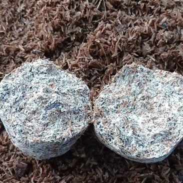 赤松茸大球盖菌种提供种植技术指导资料林下田间种植