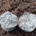 赤松茸大球盖菌种提供种植技术指导资料林下田间种植
