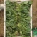 大棚菠菜大量上市中，持续供应到春节，欢迎各位老板采购