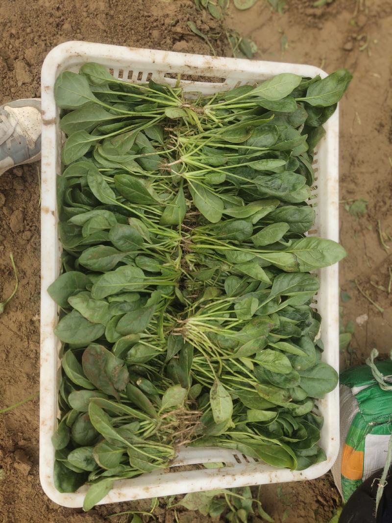 大棚菠菜大量上市中，持续供应到春节，欢迎各位老板采购