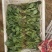 大棚菠菜大量上市中，持续供应到春节，欢迎各位老板采购