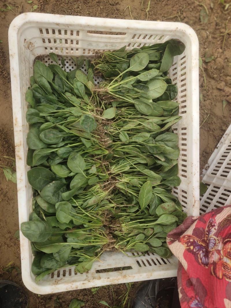 大棚菠菜大量上市中，持续供应到春节，欢迎各位老板采购
