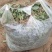 大棚菠菜大量上市中，持续供应到春节，欢迎各位老板采购