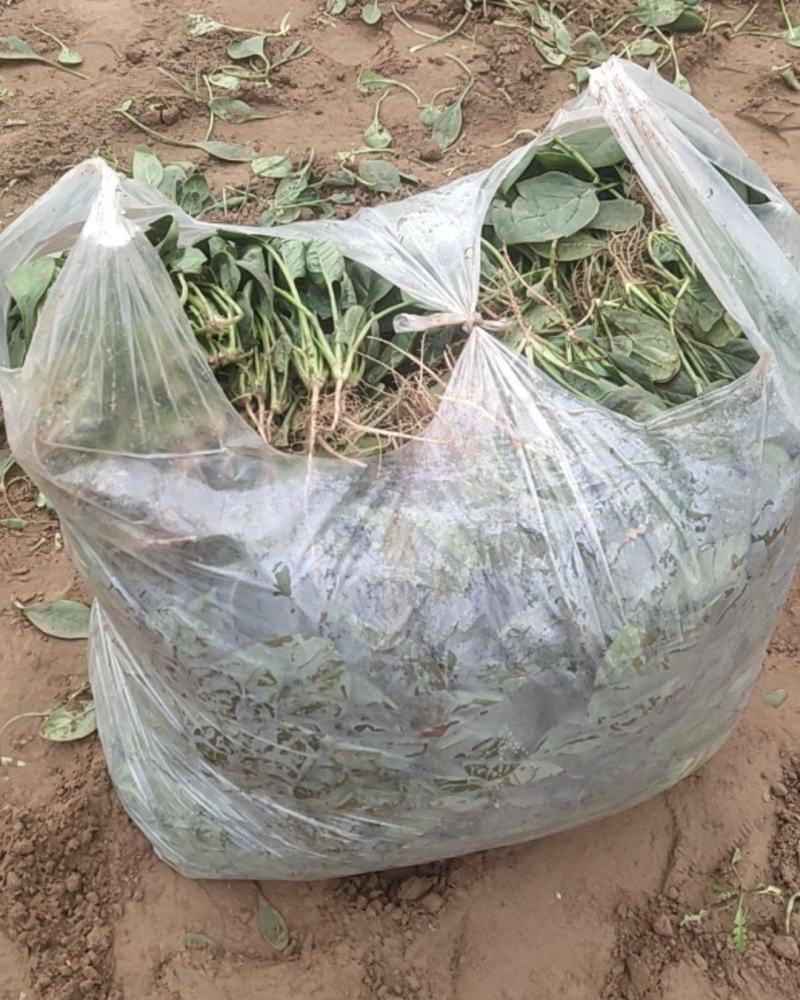 大棚菠菜大量上市中，持续供应到春节，欢迎各位老板采购