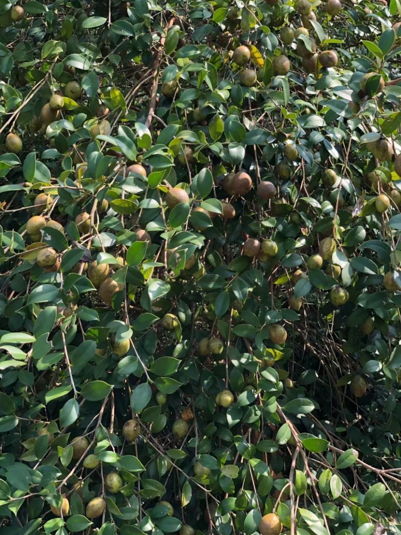 优质茶枯清塘除杂鱼鱼鳅黄鳝福寿螺