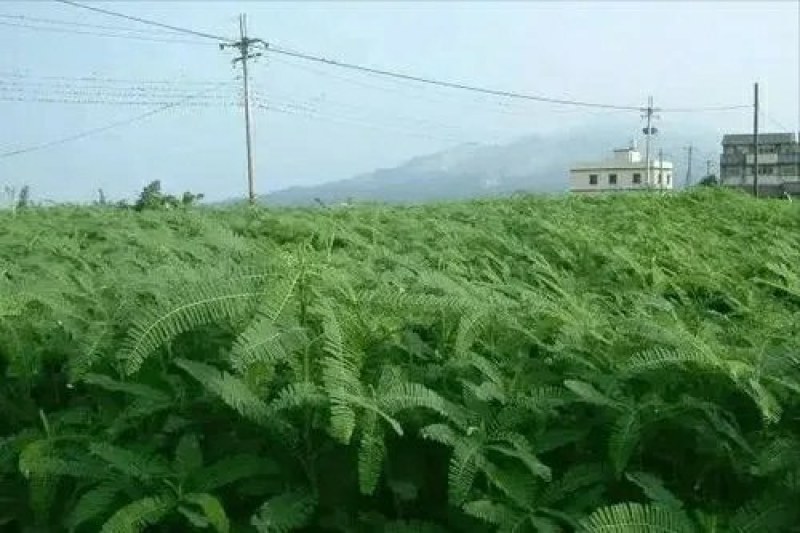 田箐种子果园固氮绿肥种子青饲料牧草种子改良盐碱土壤