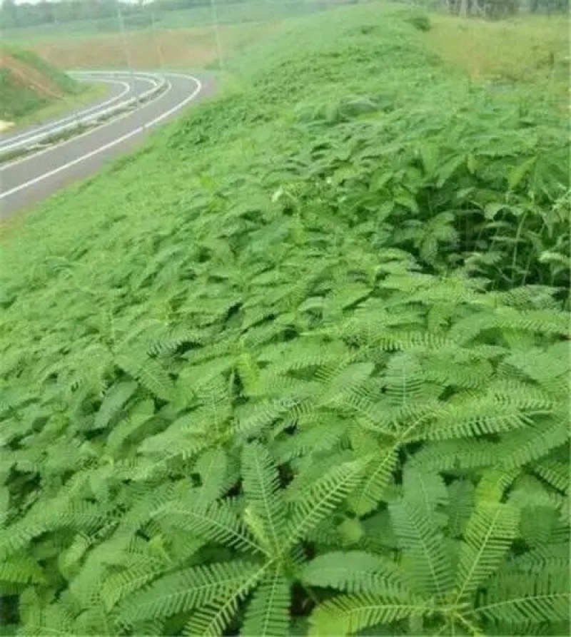 田箐种子果园固氮绿肥种子青饲料牧草种子改良盐碱土壤