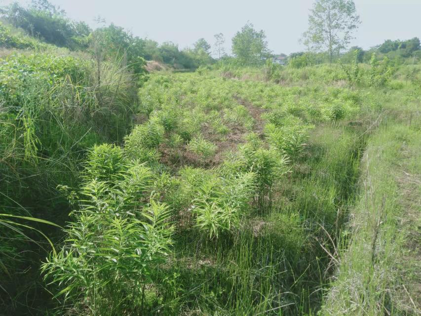 优质熟地黄特写图