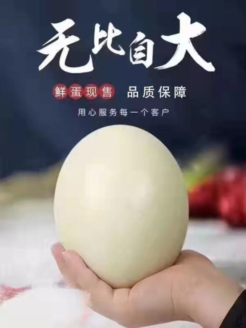 【新鲜鸵鸟蛋】可食用鸵鸟蛋精品礼盒装滋补健康送礼佳品