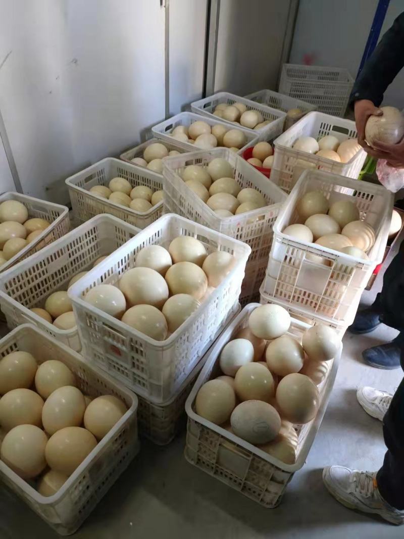 【新鲜鸵鸟蛋】可食用鸵鸟蛋精品礼盒装滋补健康送礼佳品