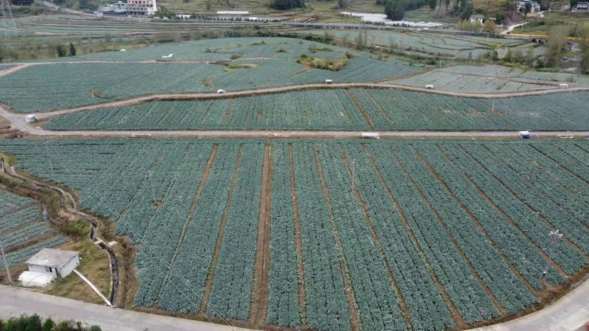 百合种植基地