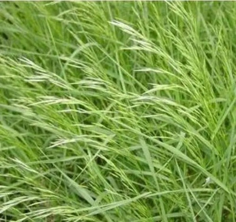 无芒雀麦种子多年生牧草种子护坡绿化耐牧好耐寒性好适应强