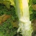 棒菜，棒菜上市！今天出货